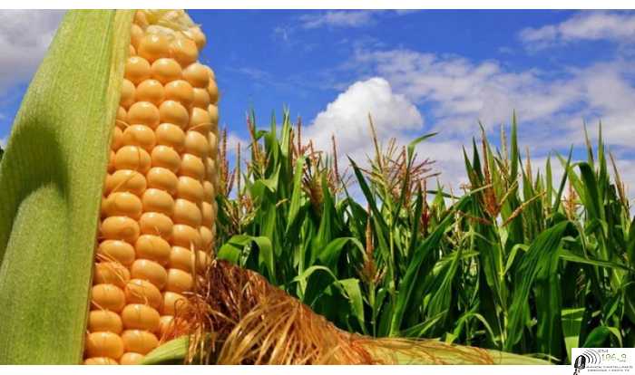  MEJORAS PRODUCTIVAS Prevén que las exportaciones de maíz superen los US$ 8.600 millones