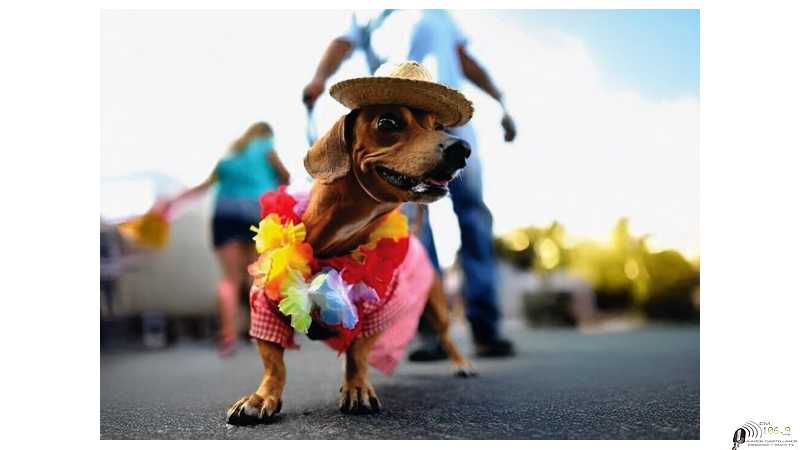 Se realizará un “Desfile Mascotero” en el Parque de la Agricultura Será el viernes 10 de octubre, desde las 16 horas.