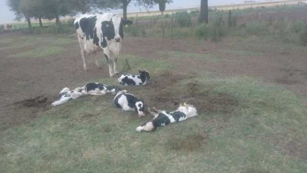 Insólito: Una vaca dio a luz a 5 terneros en Pascana Dto Unión Cordoba