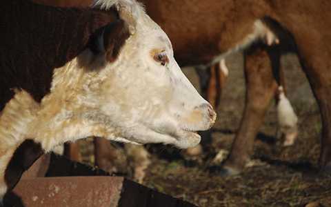 Se detectaron casos de tripanosomiasis bovina en el departamento Las Colonias