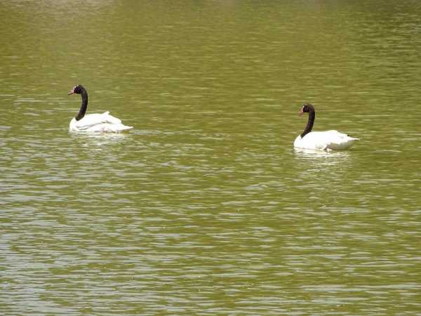 Rescataron 3 cisnes cuello negro en Esperanza , seran llevados a  reserva  Añapiré