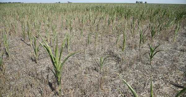 La provincia de Santa Fe declarará la Emergencia Agropecuaria se reunen este martes hora 15