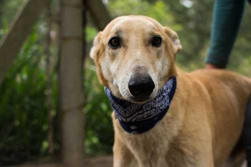  Más fechas para “Castraciones en los Barrios”