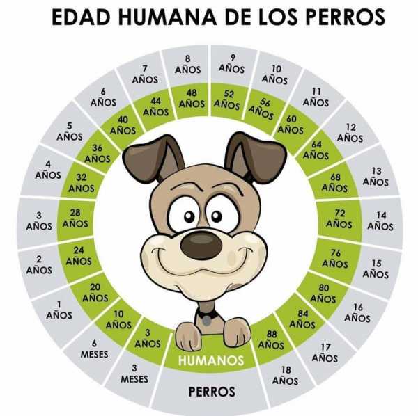 ¿Que edad tiene tu perro en comparación de un humano ?