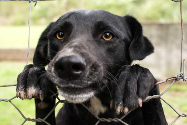 El Gobierno de la Ciudad anuncia nuevas fechas para el efectivo control de mascotas.