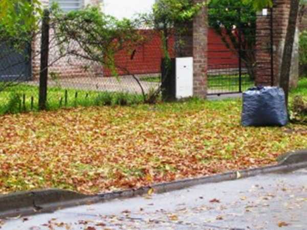 “Barrido y recolección de hojas coordinados, generan mejores resultados” destacó Buffet.