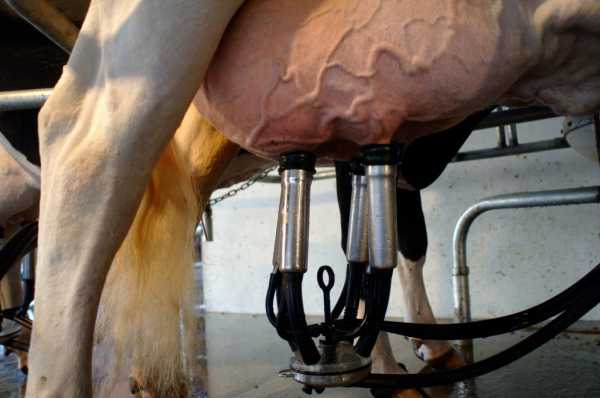 UNL??? Lechería: desarrollan una app para calcular los costos del tambo