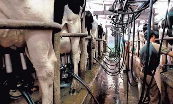 La producción láctea sufre una crisis prolongada la actividad en callejón sin salida  10/07/2018  