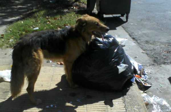 Canes que cuentan con dueños buscan alimentos desesperados en los residuos de los canastos