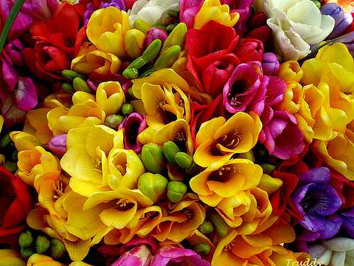 Ventas de ramos de Fresias a beneficio de Bomberos Voluntarios de Esperanza por Adelina Bonatti