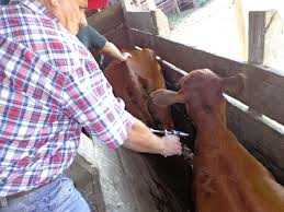 La Fundación Las Colonias confirmó que el lunes 8 de octubre comienza la 36° campaña de vacunación antiaftosa