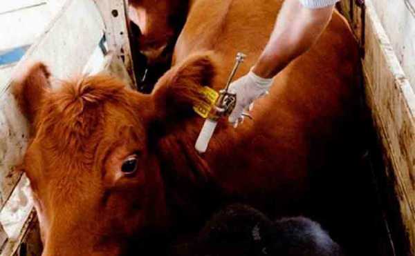 Viernes charla a medicos veterinarios en Soc Rural Las Colonias M. Moreno 15,30 horas . Campaña de Vacunación contra la aftosa. 