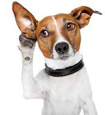 Informe web punto biz 17/11/2018