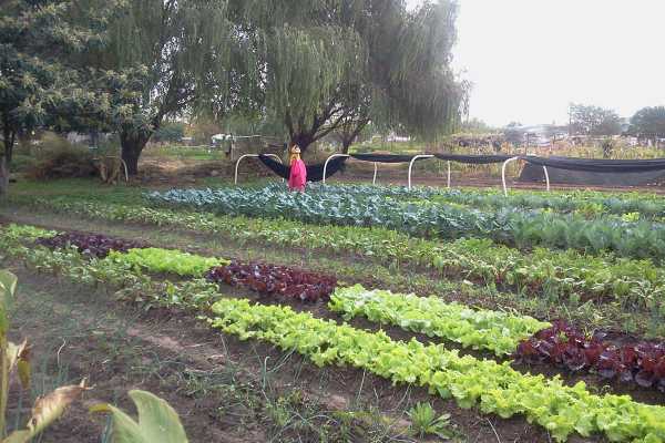 Premiados en Programas de Huertas 2018 en Esperanza