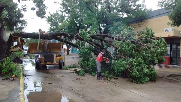 Muchas caidas de árboles y cortes de ramas en Esperanza 