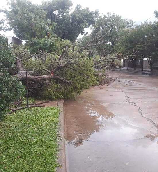La tormenta hizo caer ramas y árboles en la ciudad recordar que los reclamos son al 420009 municipio y Defensa Civil  41 milimetros hasta las 20 horas