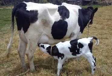 13º EDICIÓN VIDRIERA GENÉTICA 2019  “13ª Edición de Vidriera Genética, 1º Muestra de Caballos Criollos y 1° Concurso de Vacas a Campo” 3, 4 y 5 de Mayo