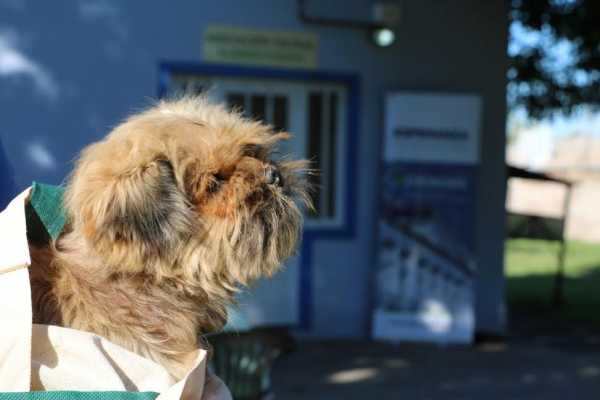 En 2019 el Gobierno de la Ciudad continuará con programas exitosos para el cuidado animal.