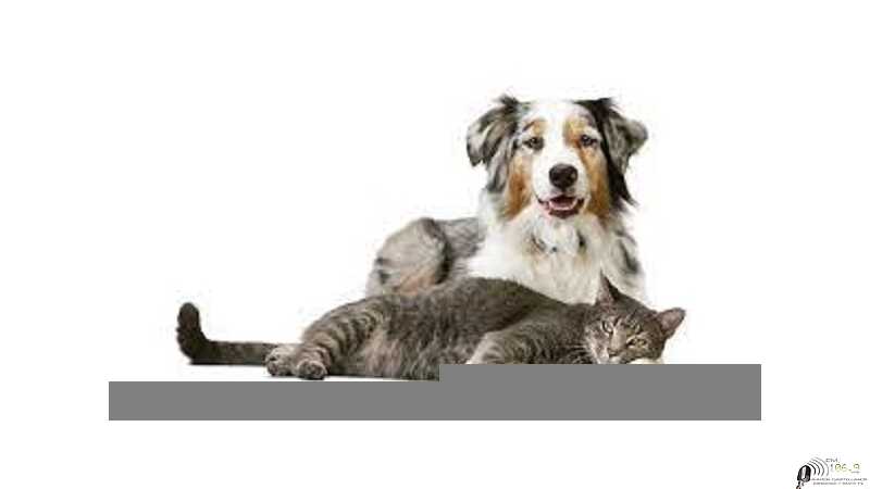 Vacunacion antirrabica gratuita para perros y gatos