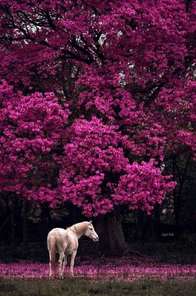 ADIÓS YARAVÍ... Murió el caballo blanco que compartia el terreno vecino del 