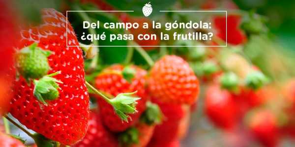 Frutilla en enero, los productores recibieron $27,5 por kilo, mientras que el consumidor pagó en góndola $153,8; es decir 5,59 veces más.(Informe de la CAME)