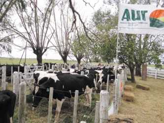  La Cooperativa Asociación  Unión Tamberos (AUT) nueva edición del remate de vaquillonas realizó en Las Tunas