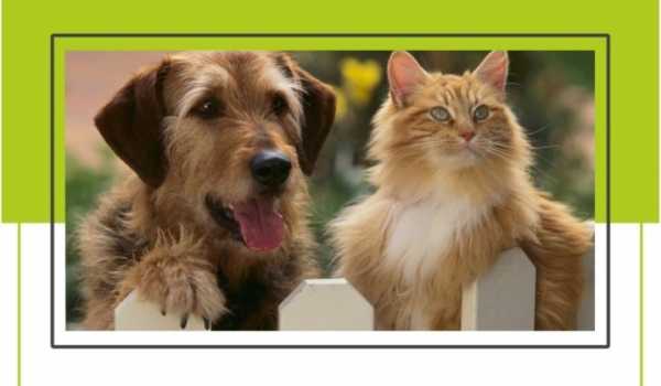 Campaña de vacunación antirrábica y desparasitación de perros y gatos 2019