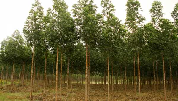 Prohibieron el uso y la comercialización del 2,4-D ester en todo el país