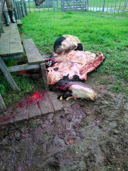 Otro hecho de inseguridad rural en el Dto Las Colonias   