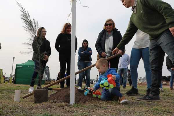 Un clásico de la ciudad, la plantación masiva de árboles. (ver fotos)