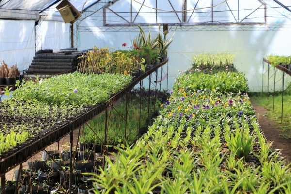 El vivero municipal fuente de belleza y concientización.