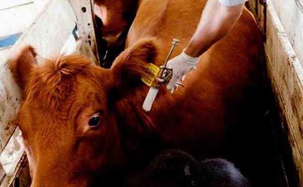 Fundación Las Colonias informa el inicio de la campaña de Vacunación Antiastosa La misma dará inicio el día 4 de octubre y se extenderá por 45 días.