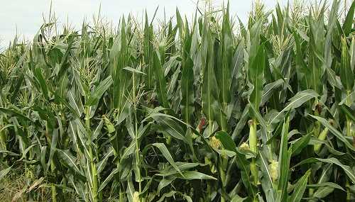 ¿Cuánto debe cosechar un productor entrerriano para cubrir los costos del maíz?