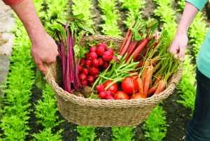 Ya inscriben para el Concurso a la Mejor Huerta Familiar