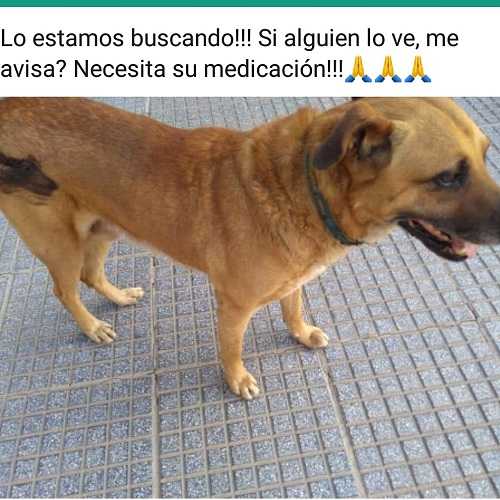 Se busca este animal necesita medicación se gratificará llamar 15503203 - 15540538