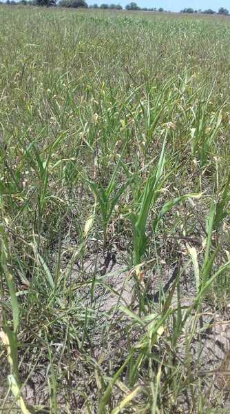 Asi estan los lotes de maiz en humboldt Chico y San Wendelino se secan por falta de agua