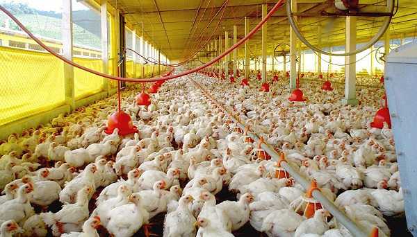Avícolas en alerta por escasez de oferta y un aumento en el precio del maíz