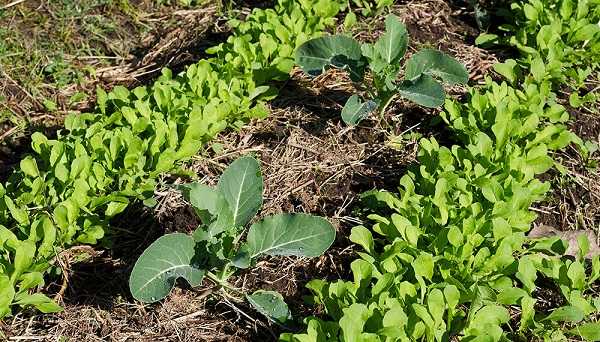 Huerta: las recomendaciones principales para una cosecha óptima en verano