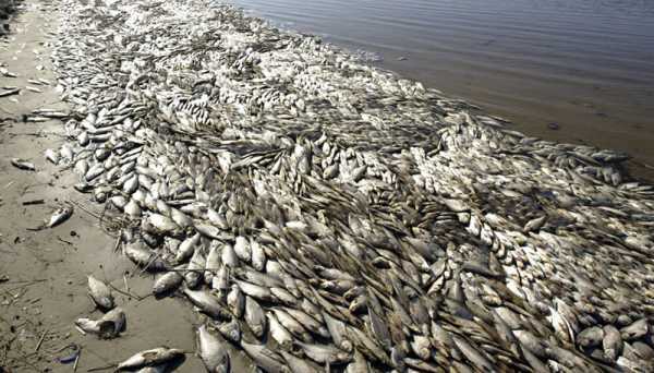Aparecieron miles de peces muertos en la laguna San Antonio  partido bonaerense de Benito Juárez y prohibieron el ingreso