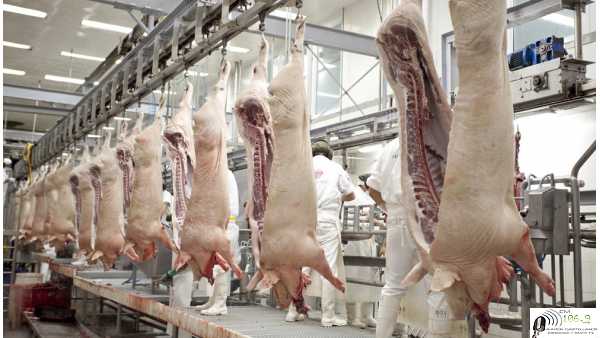 Argentina reciclará un “estadio de fútbol” de desperdicios cárnicos este año