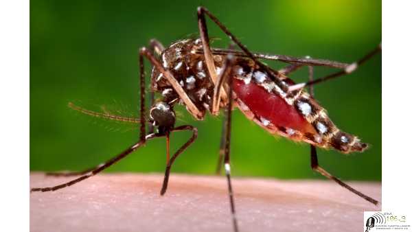 34 Muertes por Dengue en Paraguay ,137.423 notificaciones de cuadros sospechosos en todo el país