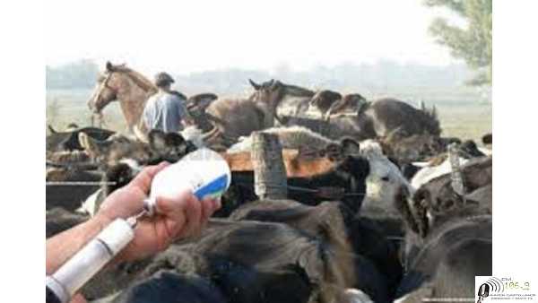 Se inicia la campaña de vacunación antiaftosa  informó Sociedad Rural las Colonias