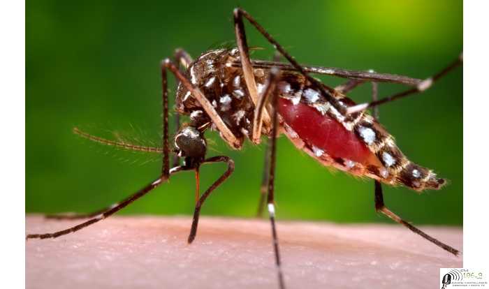 informe Martín Franconi ¿Cómo prevenimos el dengue? ⚠️ Hay 115 casos confirmados, 86 autóctonos en Santa Fe