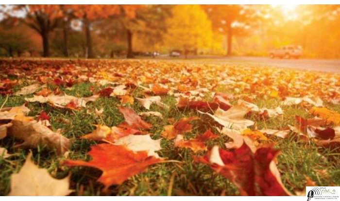 Comenzó el otoño: ¿Por qué es tan temido el descenso de temperatura?