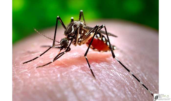 1 Caso de DENGUE en Esperanza ver nota y como son los sintomas