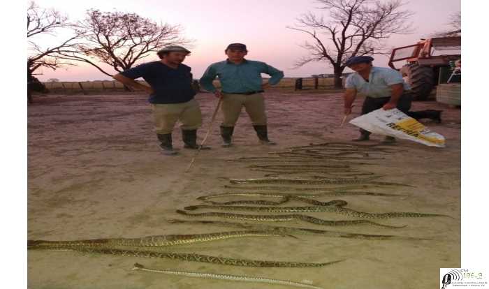 Advierten sobre la cantidad de yarará que se encuentran en zona rural cercano a Cayasta 