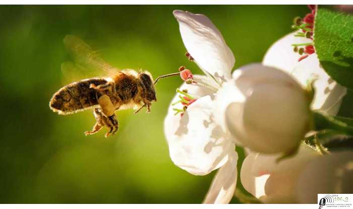  SADA impulsa acción colectiva por las abejas junto a más de 200 organizaciones de América Latina y El Caribe