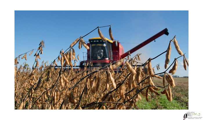 Mercado de granos valores y cotizaciones del fin de semana 19/6/2020