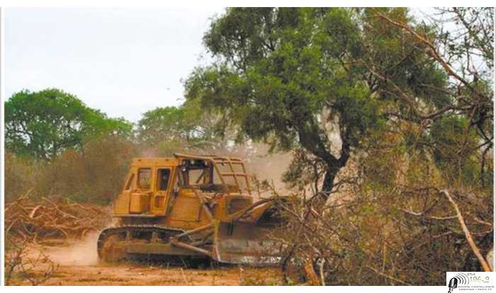 En Salta se deforestaron 3.000 hectáreas en tres meses,Greenpeace da nombres de culpables