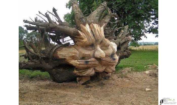 20 imagenes que podriamos imitar en Esperanza antes de extraer un árbol